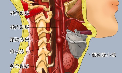 丝瓜水的用法和作用-丝瓜兑水的功效与作用网 :分享丝瓜兑水的功效与作用是什么-丝瓜媵水有什么用知识